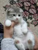 Zdjęcie №1. scottish fold - na sprzedaż w Чирчик | 3169098zł | Zapowiedź № 121800