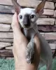 Zdjęcie №2 do zapowiedźy № 71723 na sprzedaż  kot cornish rex - wkupić się Australia prywatne ogłoszenie, hodowca