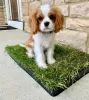 Zdjęcie №3. Piękny Cavalier King Charles,. USA