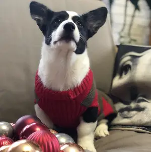 Dodatkowe zdjęcia: Dziewczynka Welsh Corgi Cardigan