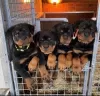 Zdjęcie №1. rottweiler - na sprzedaż w Амстердам | negocjowane | Zapowiedź №83123