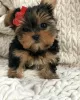 Zdjęcie №1. yorkshire terrier - na sprzedaż w Berlin | negocjowane | Zapowiedź №97352