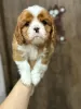 Zdjęcie №3. Szczenięta Cavalier King Charles Spaniel. Białoruś