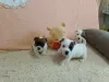 Zdjęcie №2 do zapowiedźy № 125766 na sprzedaż  jack russell terrier - wkupić się Serbia hodowca