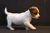 Dodatkowe zdjęcia: Szczeniak Jack Russell Terrier