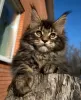 Zdjęcie №2 do zapowiedźy № 42043 na sprzedaż  maine coon - wkupić się Federacja Rosyjska hodowca