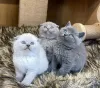 Zdjęcie №1. scottish fold - na sprzedaż w Лювен | 1046zł | Zapowiedź № 99754