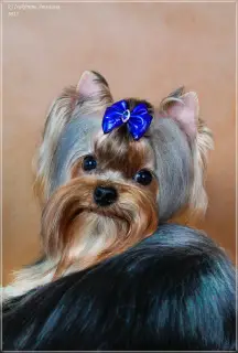 Zdjęcie №2 do zapowiedźy № 2619 na sprzedaż  yorkshire terrier - wkupić się Federacja Rosyjska hodowca