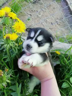 Dodatkowe zdjęcia: Szczenięta Siberian Husky, rata, przedszkola