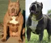 Dodatkowe zdjęcia: American Bully XL szczenięta