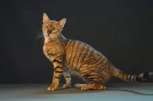 Zdjęcie №1. toyger - na sprzedaż w Moskwa | 4538zł | Zapowiedź № 2267