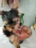 Zdjęcie №1. yorkshire terrier - na sprzedaż w Komsomolsk-na-Amurze | 2zł | Zapowiedź №106943