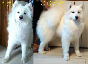 Zdjęcie №2. Serwisie groomer w Białoruś. Price - 77zł. Zapowiedź № 400