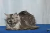 Dodatkowe zdjęcia: Maine Coon dorósł