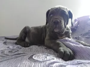 Zdjęcie №2 do zapowiedźy № 6432 na sprzedaż  cane corso - wkupić się Federacja Rosyjska hodowca