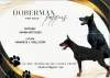 Zdjęcie №1. doberman - na sprzedaż w Temerin | negocjowane | Zapowiedź №112496