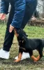 Zdjęcie №1. rottweiler - na sprzedaż w Zrenjanin | Bezpłatny | Zapowiedź №129651