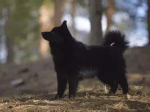 Dodatkowe zdjęcia: Schipperke. Szczenięta