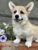 Dodatkowe zdjęcia: Szczeniaki Welsh Corgi