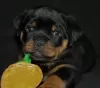 Zdjęcie №1. rottweiler - na sprzedaż w Bobruisk | negocjowane | Zapowiedź №63023