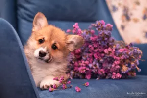 Dodatkowe zdjęcia: Szczeniaczki Welsh Corgi Pembroke