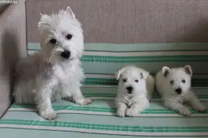 Zdjęcie №1. west highland white terrier - na sprzedaż w Kijów | 1925zł | Zapowiedź №443