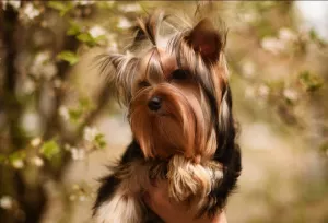 Zdjęcie №2 do zapowiedźy № 6247 na sprzedaż  yorkshire terrier - wkupić się Ukraina od żłobka