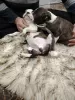 Dodatkowe zdjęcia: Szczenięta Boston Terrier