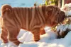 Zdjęcie №1. shar pei - na sprzedaż w Twer | negocjowane | Zapowiedź №8606