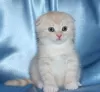 Zdjęcie №1. scottish fold - na sprzedaż w Charleroi | negocjowane | Zapowiedź № 130705