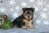 Zdjęcie №2 do zapowiedźy № 63828 na sprzedaż  yorkshire terrier - wkupić się Niemcy 