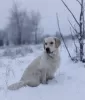 Zdjęcie №2 do zapowiedźy № 78615 na sprzedaż  golden retriever - wkupić się Ukraina prywatne ogłoszenie, hodowca