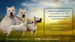 Dodatkowe zdjęcia: Szczenięta Dogo Argentino