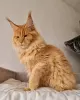 Zdjęcie №1. maine coon - na sprzedaż w Pennsylvania Township | negocjowane | Zapowiedź № 74378