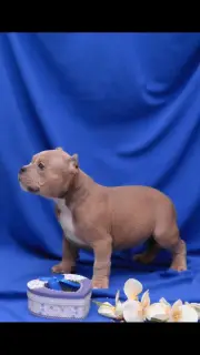 Zdjęcie №1. american bully - na sprzedaż w Reż | 6050zł | Zapowiedź №1821