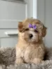 Dodatkowe zdjęcia: Maltipoo F1