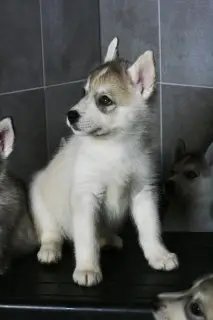 Dodatkowe zdjęcia: St. Petersburg. Szczenięta Siberian Husky są oferowane na sprzedaż