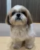 Zdjęcie №1. shih tzu - na sprzedaż w Helsinki | 1585zł | Zapowiedź №51133