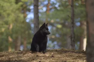 Zdjęcie №4. Sprzedam schipperke w Syktywkar. prywatne ogłoszenie - cena - negocjowane