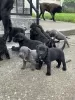 Dodatkowe zdjęcia: Cane Corso szczenięta