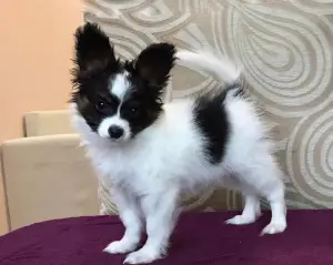 Zdjęcie №3. Mężczyzna / Papillon Puppy. Ukraina