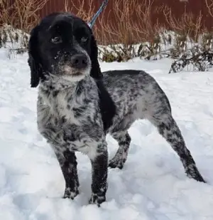 Zdjęcie №1. russian spaniel - na sprzedaż w Moskwa | Bezpłatny | Zapowiedź №1303