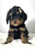 Dodatkowe zdjęcia: Cavapoo-cavapoo (pudel zabawkowy Cavalier)