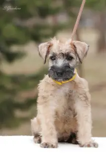 Dodatkowe zdjęcia: Szczenięta Irlandzki Soft Coated Wheaten Terrier.