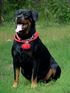 Zdjęcie №4. Sprzedam rottweiler w Krasnogorsk. prywatne ogłoszenie - cena - Negocjowane