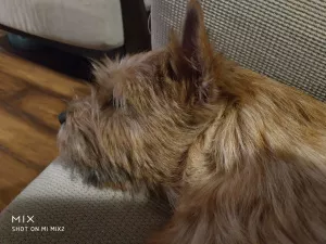 Zdjęcie №2 do zapowiedźy № 6934 na sprzedaż  norwich terrier - wkupić się Federacja Rosyjska prywatne ogłoszenie