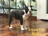 Zdjęcie №3. Boston Terrier dorasta niedrogo. Federacja Rosyjska