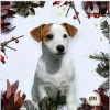 Zdjęcie №2 do zapowiedźy № 30702 na sprzedaż  jack russell terrier - wkupić się Białoruś od żłobka