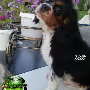 Zdjęcie №1. cavalier king charles spaniel - na sprzedaż w Brest | 2132zł | Zapowiedź №3203