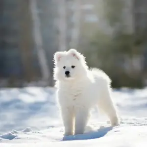 Zdjęcie №2 do zapowiedźy № 1815 na sprzedaż  samojed (rasa psa) - wkupić się Federacja Rosyjska od żłobka, hodowca